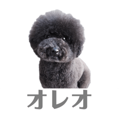 [LINEスタンプ] オレオ自称トイプードルのスタンプです。2 