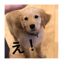 [LINEスタンプ] ゴールデンレトリバー【子犬編2】 