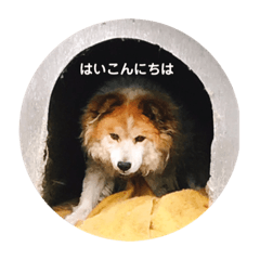 [LINEスタンプ] さくらさんのスタンプ 