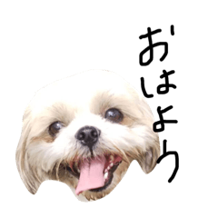 [LINEスタンプ] シーズー犬ココ