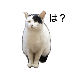 [LINEスタンプ] リアルな野良猫–白黒ぶち