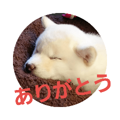 [LINEスタンプ] 白柴犬のシロ 実写スタンプ fetchpriority=high