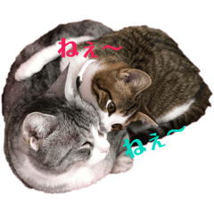 [LINEスタンプ] かえで ＆ くるみ