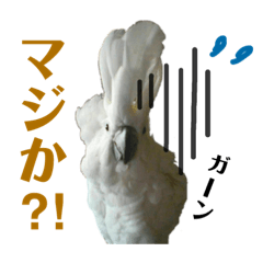[LINEスタンプ] オウムのチョッパー 