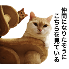 [LINEスタンプ] 使い勝手のいいマンチカン -かいしょら-