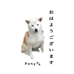 [LINEスタンプ] 柴犬ポニー