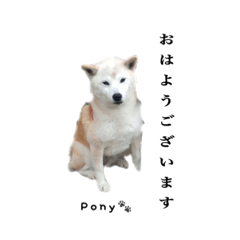 [LINEスタンプ] 柴犬ポニー 