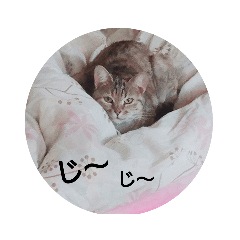 [LINEスタンプ] 我が家の三匹の猫