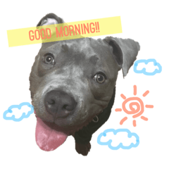 [LINEスタンプ] pitbull(corona♚﻿) 