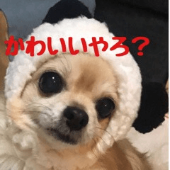 [LINEスタンプ] チャーミーのスタンプいちっ！ 