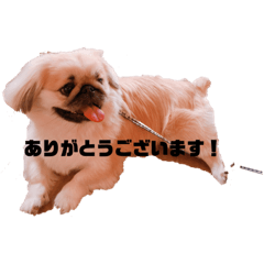 [LINEスタンプ] ペキニーズ日常 