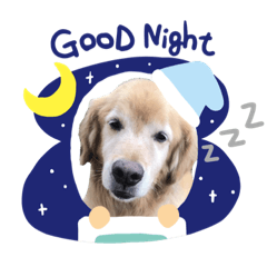[LINEスタンプ] 童顔ゴールデンレトリバー 