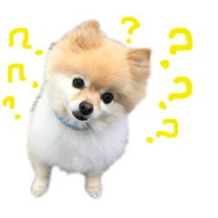 [LINEスタンプ] ストレンジ犬ゆうちゃんの筋肉な日々