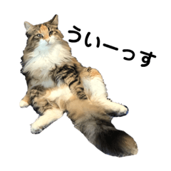 [LINEスタンプ] 東京にゃんフォレストキャット3