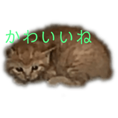 [LINEスタンプ] 子猫の挨拶 