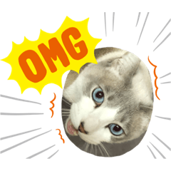 [LINEスタンプ] 綺麗猫のみーこちゃん fetchpriority=high