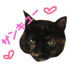 ぶさかわ猫ろっちゃん