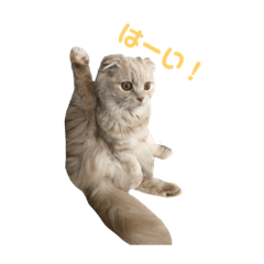 [LINEスタンプ] にゃんこ写真 
