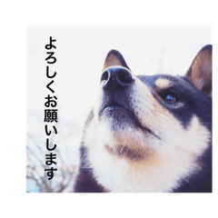 [LINEスタンプ] 黒柴・くろすけ 