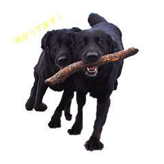 [LINEスタンプ] ラブラドール兄弟の日常