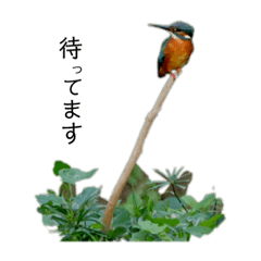 [LINEスタンプ] シンプル野鳥写真スタンプ 
