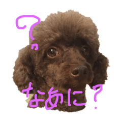 [LINEスタンプ] クウちゃん's DAYS 