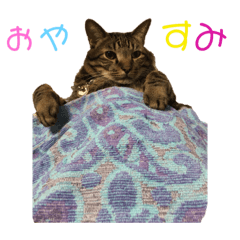 [LINEスタンプ] すたまるくんスタンプ 
