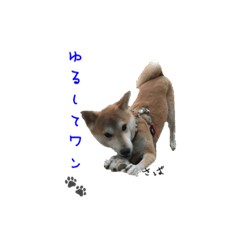 [LINEスタンプ] 柴犬さばくんの日常で使えるスタンプ。