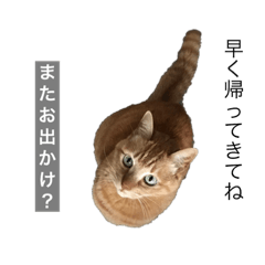 [LINEスタンプ] 茶トラと毎日楽しく生きる