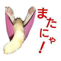 [LINEスタンプ] にゃんずの日々☆ 