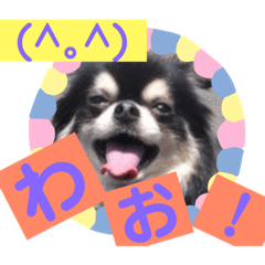 [LINEスタンプ] チワワ家族の言葉〔ひとこと編）