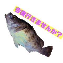 [LINEスタンプ] 生メバルスタンプ 
