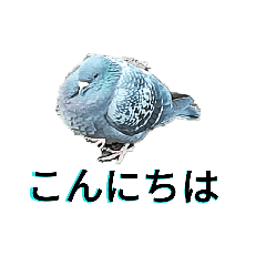 [LINEスタンプ] 冬のぽっちゃり鳩
