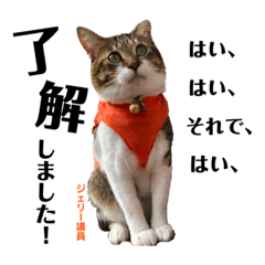 [LINEスタンプ] Jerry's Apo.②     ジェリー議員（ねこ） 