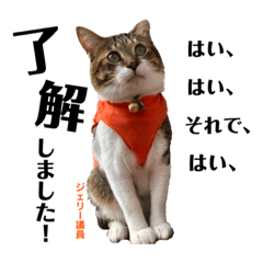 [LINEスタンプ] Jerry's Apo.②     ジェリー議員（ねこ）