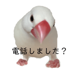 [LINEスタンプ] 小鳥のぴーちゃん 