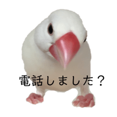 [LINEスタンプ] 小鳥のぴーちゃん