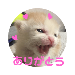[LINEスタンプ] ちゃな！ 