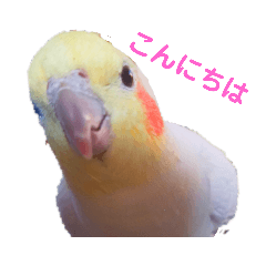 [LINEスタンプ] オカメインコのぴーこちゃんです 