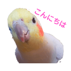 [LINEスタンプ] オカメインコのぴーこちゃんです