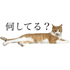 [LINEスタンプ] にゃんにゃんねこにゃん！ 