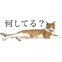 [LINEスタンプ] にゃんにゃんねこにゃん！