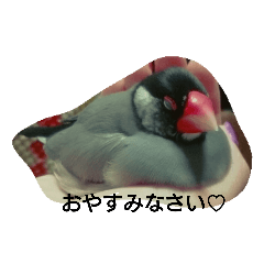 [LINEスタンプ] 文鳥のもも君 