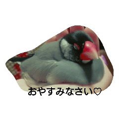 [LINEスタンプ] 文鳥のもも君の画像（メイン）