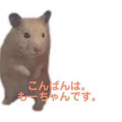 [LINEスタンプ] キンクマハムスターのモーティー