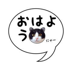 [LINEスタンプ] ハチワレ猫 吹き出しデザイン