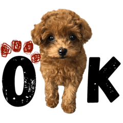 [LINEスタンプ] teacup poodlulu.y fetchpriority=high