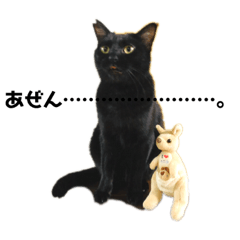 [LINEスタンプ] ねこだけ。