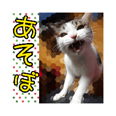 [LINEスタンプ] ねこネコにゃんこ☆