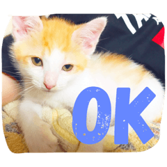 [LINEスタンプ] 猫達の日常にゃ 